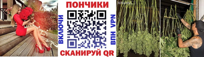 где найти наркотики  Шебекино  Бошки марихуана конопля 